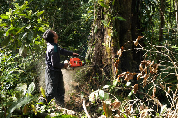 Best Professional Tree Care  in Citrus Hills, FL